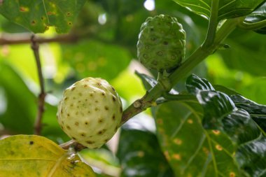 İlginç tropikal Noni Fruit bilimsel adı Morinda citrifolia, Kauai, Hawaii, ABD.