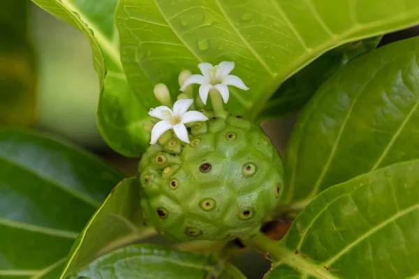 Ciekawe Tropikalne Owoce Noni Białymi Kwiatami Naukowe Imię Morinda Citrifolia Zdjęcie Stockowe