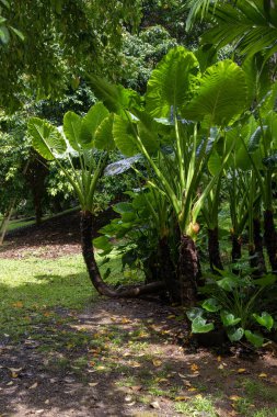 Dev Taro bitkisinin parlak yeşil yaprakları güneşli bir günde aynı zamanda Alocasia olarak da bilinir Kauai, Hawaii, ABD.