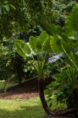 Dev Taro bitkisinin parlak yeşil yaprakları güneşli bir günde aynı zamanda Alocasia olarak da bilinir Kauai, Hawaii, ABD.