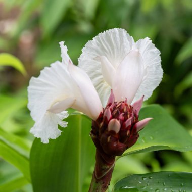 Crpe Ginger 'ın narin beyaz çiçeğini kapatın ya da Kauai, Hawaii, ABD' deki Cheilocostus Specosus 'u..