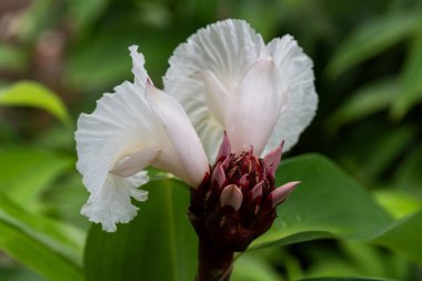 Crpe Ginger 'ın narin beyaz çiçeğini kapatın ya da Kauai, Hawaii, ABD' deki Cheilocostus Specosus 'u..