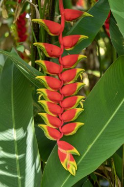 Sarı uçlu kırmızı tropikal istakoz pençesi veya Sahte Cennet Kuşu bilimsel adı Heliconia rostrata Kauai, Hawaii, ABD.