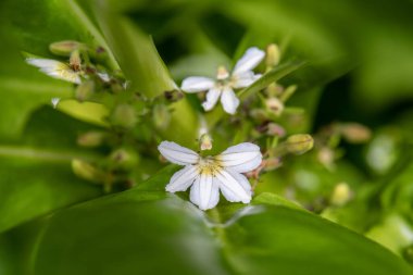 Plaj lahanası, deniz lahanası ya da Kauai, Hawaii 'deki Plaj Naupaka bilimsel adı Scaevola taccada' nın küçük çiçeğini kapatın..