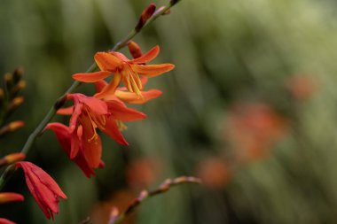 Kayan Yıldızlar, Valentine Çiçeği ya da Montbretia bilimsel adı Crocosmia aurea, Kauai, Hawaii, ABD.