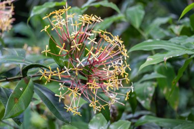 Kokulu Ixora adlı sarı çiçekleri kapatın bilimsel isimleri Ixora hookeri veya Ixora odorata Kauai, Hawaii, ABD 'de.