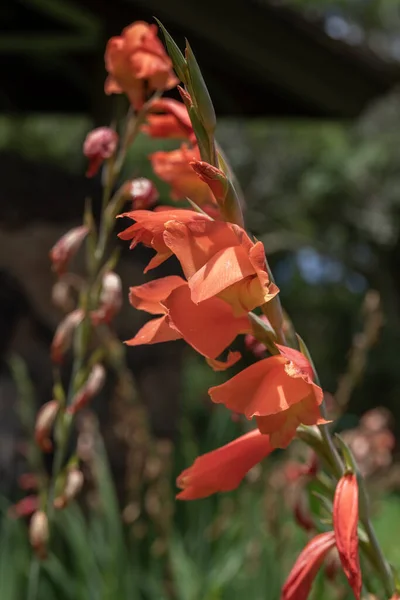 Close up of the peach colored Parrot Lily or Sword Lily scientific name Gladioli dalenii in Kauai, Hawaii, United States.