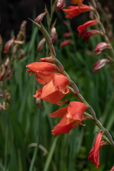 Close up of the peach colored Parrot Lily or Sword Lily scientific name Gladioli dalenii in Kauai, Hawaii, United States.
