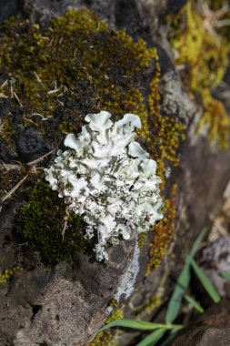 Kauai, Hawaii, ABD 'de liken ve yosun yetiştiren bir kayanın yakınında..