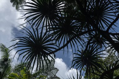Ejderha ağacının dalları ve yaprakları bilimsel adı Dracaena draco 'nun siluetinde Birleşik Devletler' in Hawaii eyaletinin Kauai şehrinde mavi bir gökyüzüne karşı..
