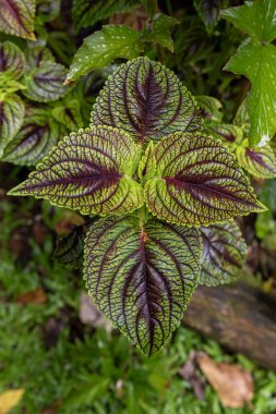 Kauai, Hawaii, ABD 'de yeşil yapraklı ve burgandy damarlı bir Coleus' un yukarıdan yakın görüntüsü.