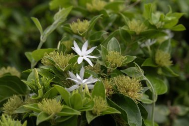 Yıldız yasemin bilimsel adı Jasminum multiflorum 'un aromatik beyaz çiçeğini kapatın. Amerika Birleşik Devletleri, Hawaii, Kauai' de son yağmur damlaları..