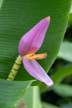 Çiçekli Muz 'un pembe ve sarı çiçeğini kapatın. Süslü Muz bilimsel adı Musa ornata. Amerika Birleşik Devletleri' nin Hawaii eyaletinde, Kauai 'de yağmur damlası var..
