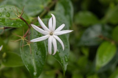 Yıldız yasemin bilimsel adı Jasminum multiflorum 'un aromatik beyaz çiçeğini kapatın. Amerika Birleşik Devletleri, Hawaii, Kauai' de son yağmur damlaları..