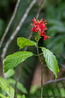 Kardinal 'in Muhafızları adlı kırmızı çiçeğin yakınında bilimsel adı Pachystachys spicata Kauai, Hawaii, ABD' de.