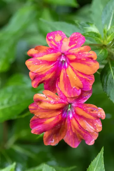The pretty pink and orange variegated Bizzy Lizzy, Touch-Me-Not, New Guinea Impatiens in Kauai, Hawaii, United States.