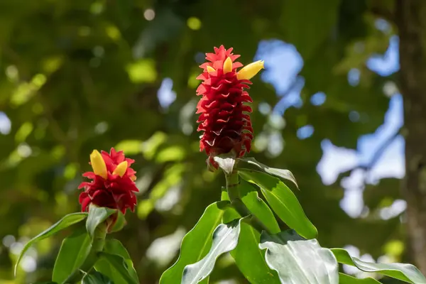 Close up of the red and yellow flower of the Spiral Ginger, Red Tower Ginger scientific name Costus barbatus in Kauai, Hawaii, United States.