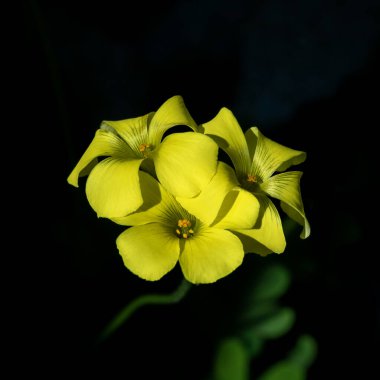 Küçük sarı yonca kır çiçeği Trifolium kampı, Hop Clover, Hop Trefoil ve Low Hop Clover İsrail 'de.