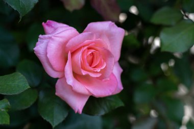 İsrail 'de doğal yeşil arka planı bulanık güzel pembe bir gül.