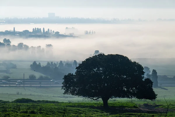 Tek bir ağaç ve İsrail 'in Kiryat Tivon kentindeki Bet Shearim tepesinden Jezreel Vadisi manzarası. 