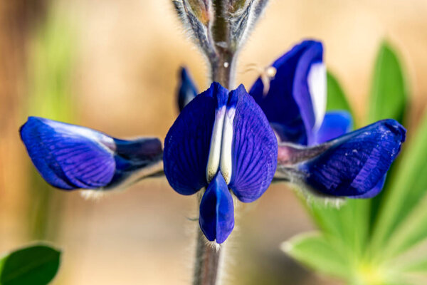 Close up of beautiful blue Lupine growing in a garden in Israel.