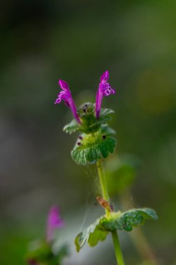 Lamium amplexicaule 'un küçük pembe çiçeğine yakın, yaygın olarak ölü-ısırgan tavuğu, yaygın tavşan, ya da daha büyük tavuk olarak bilinir., 