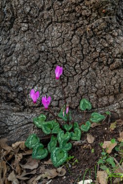 Kiryat Tivon Israel 'de ağaçlık bir yamaçta büyüyen parlak pembe siklamenler. Kasabanın sembolü..