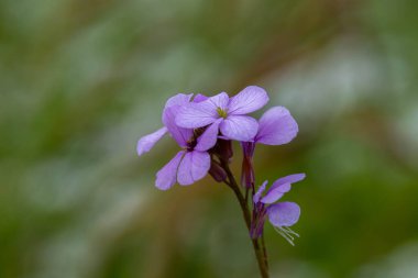 İsrail 'in bilimsel adı Erysimum repandum olan Gilboa Dağı' nda büyüyen küçük mor çiçekler yaygın olarak kullanılan Wallflower, Treacle-Mustard ve Bushy Wallflower.