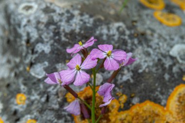İsrail 'in bilimsel adı Erysimum repandum olan Gilboa Dağı' nda büyüyen küçük mor çiçekler yaygın olarak kullanılan Wallflower, Treacle-Mustard ve Bushy Wallflower.
