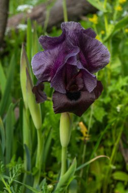 Büyük koyu mor Gilboa Iris, Iris Haynei Baker İsrail 'in Gilboa Dağı' nda çiçek açtı.