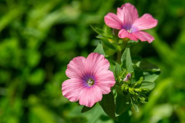 Pink and violet shiny wildflower Linum pubescens, Hairy Pink Flax growing in Israel clipart