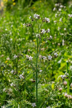 Çok küçük mavi kır çiçekleri Anchusa yaygın olarak kullanılan bugloss veya alkanet adları İsrail ormanlarında çiçek açıyor