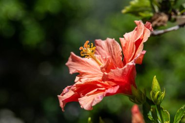 Çift şeftalili Hibiscus çiçeğine yakın. Çin Gülü, Ayakkabı siyahı Bitkisi veya İsrail 'de bir bahçede Rose Mallow..