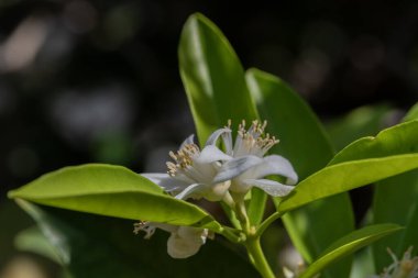 Bir bahar günü İsrail 'de portakal çiçekleri ve yaprakları kapanıyor..