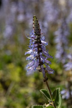 Yaklaş Coleus neochilus 'un açık mor çiçeğine Istakoz Bush, Uçan Bush ya da Sivrisinek Bush olarak bilinen İsrail' de bir bahçede.