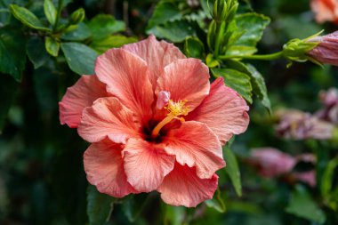 Çift şeftalili Hibiscus çiçeğine yakın. Çin Gülü, Ayakkabı siyahı Bitkisi veya İsrail 'de bir bahçede Rose Mallow..
