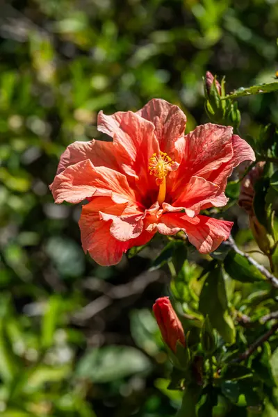 Çift şeftalili Hibiscus çiçeğine yakın. Çin Gülü, Ayakkabı siyahı Bitkisi veya İsrail 'de bir bahçede Rose Mallow..