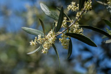 İsrail Baharı 'nda bir zeytin koruluğunda zeytin çiçeklerini kapat..