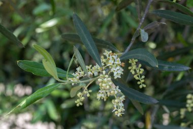 İsrail Baharı 'nda bir zeytin koruluğunda zeytin çiçeklerini kapat..