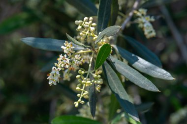 İsrail Baharı 'nda bir zeytin koruluğunda zeytin çiçeklerini kapat..