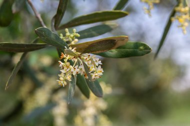 İsrail Baharı 'nda bir zeytin koruluğunda zeytin çiçeklerini kapat..