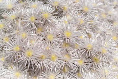 Close up of the beautiful white flowers of the succulent plant Creeping Redflush or Rosy Dewplant,  scientific name Lampranthus multiradiatus, Rayito de sol in Israel. clipart