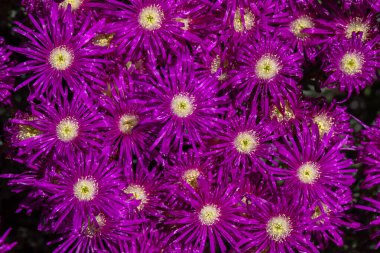 Sürünen Kızıl Çiçek veya bilimsel adı Lampranthus multiradiatus, İsrail 'den Rayito de Sol olan Rosy Dewplant adlı sulu bitkinin güzel parlak fuşya renkli çiçeklerini kapatın..