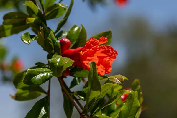Kuzey İsrail 'in parlak bahar güneşinde Nar çiçeğine yakın.