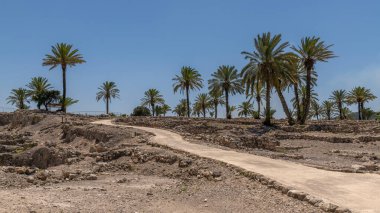 Kuzey İsrail 'deki Tel Megiddo Ulusal Parkı' nda büyüyen patika ve palmiye ağaçları manzarası. 