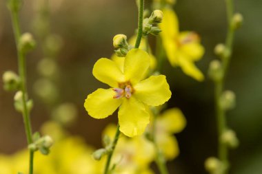 Kuzey İsrail 'deki Verbascum sinuatum bilimsel adı olan Wavyleaf mullien' in güzel, narin, sarı çiçeklerine yakın durun..
