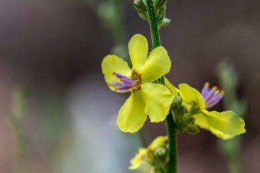 Kuzey İsrail 'deki Verbascum sinuatum bilimsel adı olan Wavyleaf mullien' in güzel, narin, sarı çiçeklerine yakın durun..