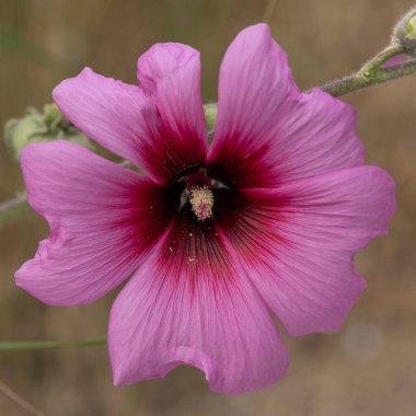 İsrail 'deki Ramat Menashe Parkı' nda arka planda bulanıklık olan yabani gülhatmi çiçeğini kapatın. Kare biçimi.