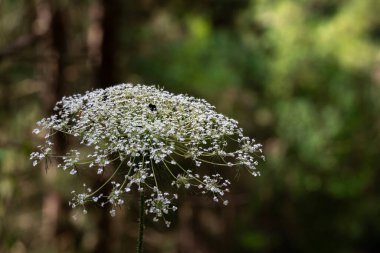 Yaprakların çoğu Kraliçe Anne 'in Dantelli İnek Maydanozu ya da vahşi Chervil bilimsel adı olan Anthriscus Lamprocarpus' tan dökülüyor. İsrail 'in kırsal kesimlerinde yetişiyor..