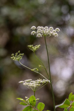 Kraliçe Anne 'in Danteli' nin beyaz çiçekleri. Ayrıca İnek Maydanozu olarak da bilinir. Ya da Vahşi Chervil bilimsel adı Anthriscus Lamprocarpus..